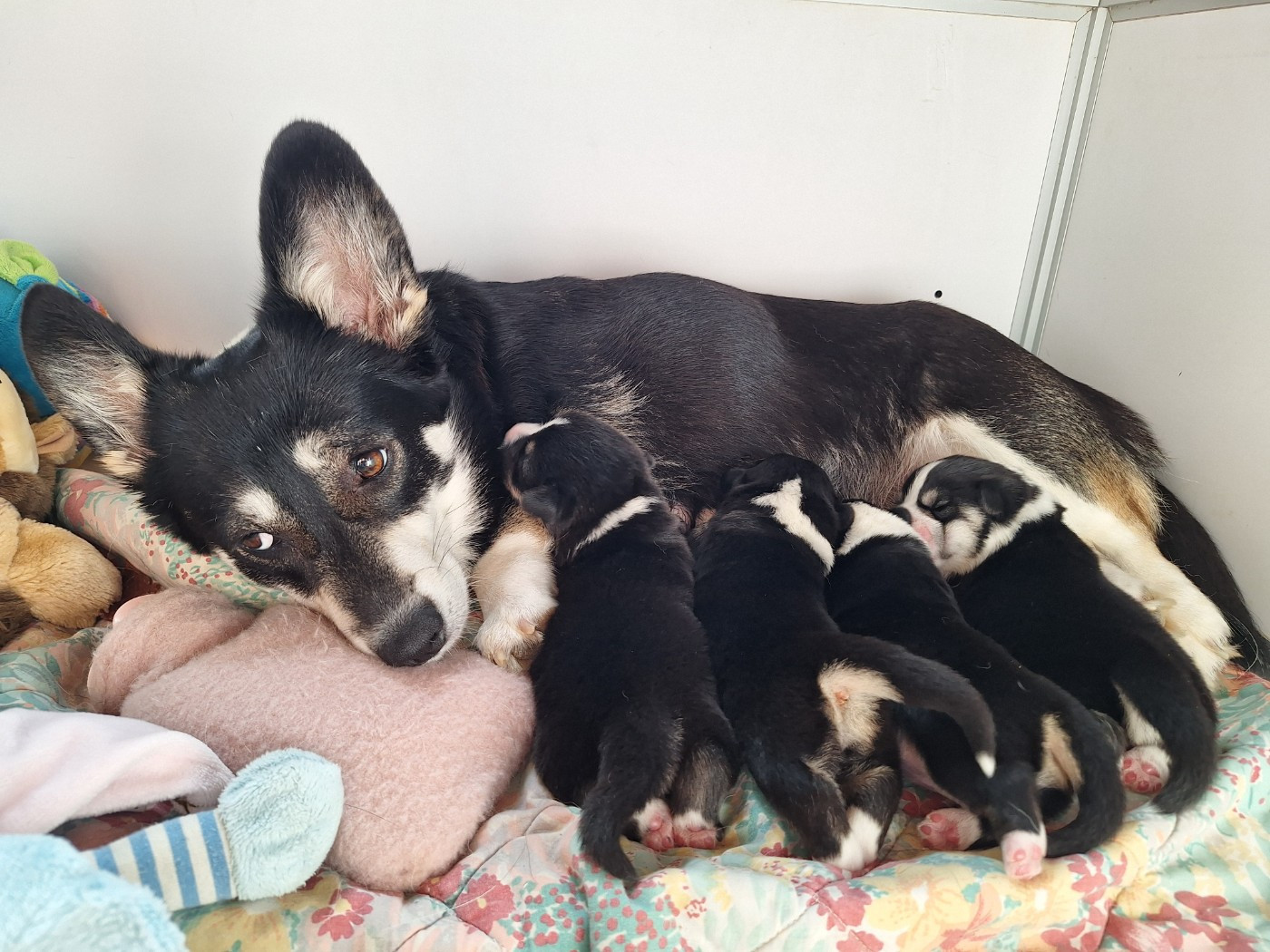 Des Petites Croquettes - Welsh Corgi Pembroke - Portée née le 16/03/2026